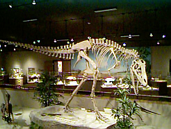 Dickinson Dinosaur Museum