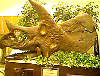 Dickinson Dinosaur Museum